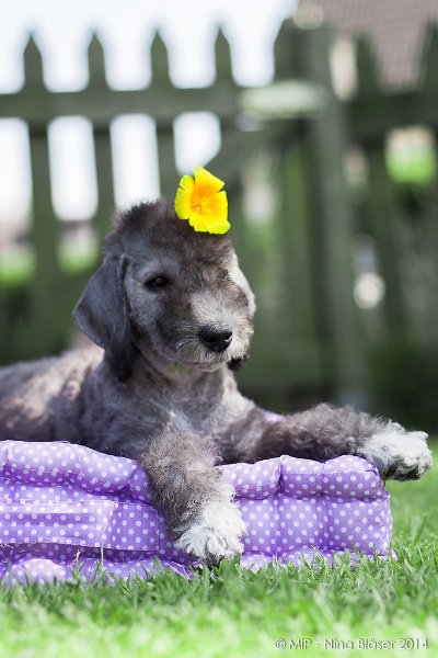 2014-07-03 Cherry-7007.jpg